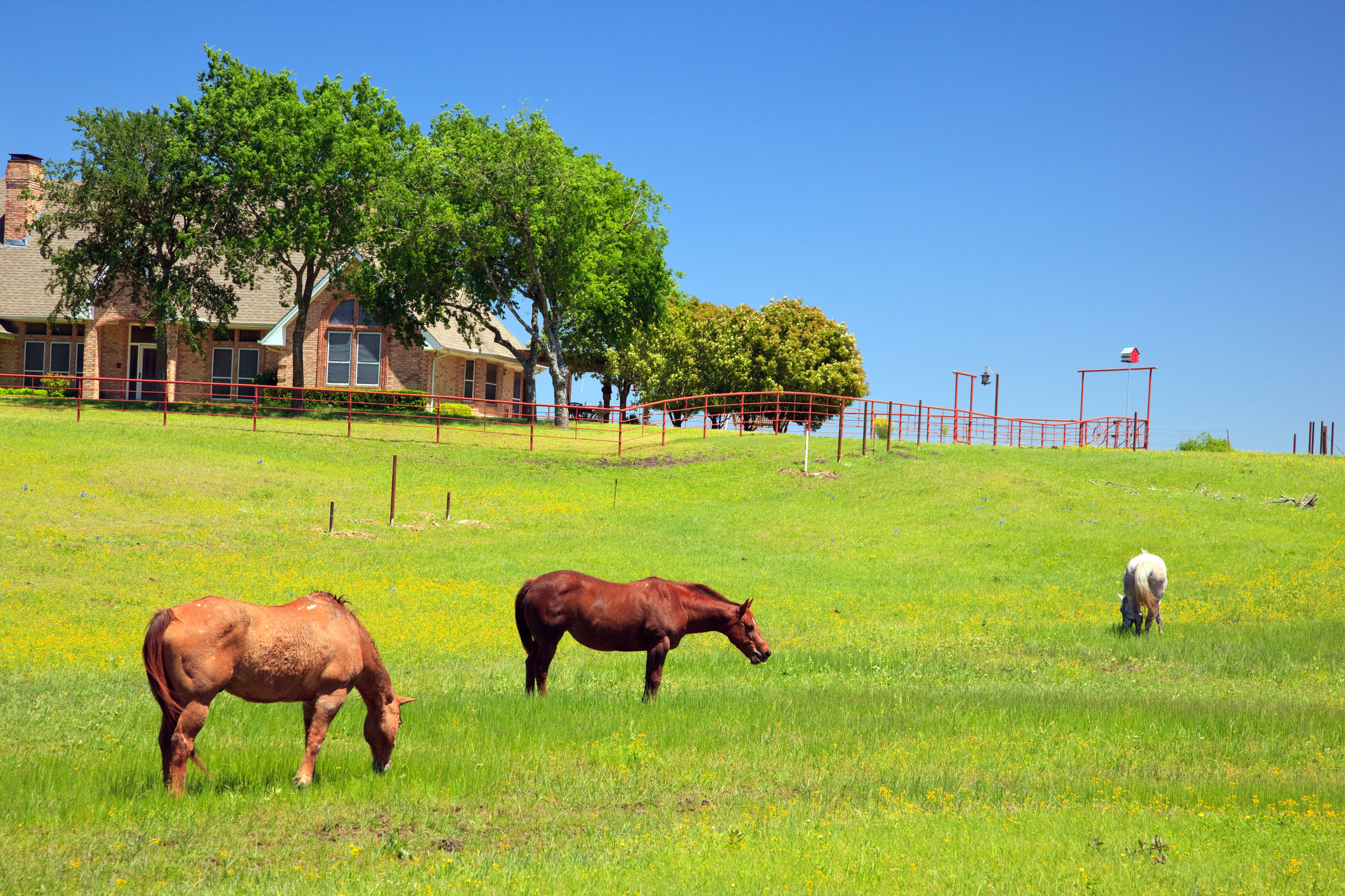 Hill Country Texas Horses on a Ranch