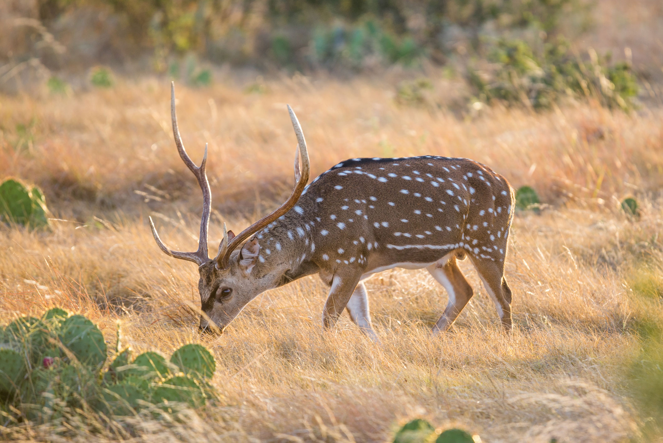 Hill Country Texas Spotted Deer Buck Field Cactus